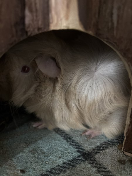 Rehoming this little guy