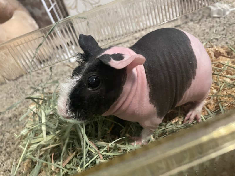 Rehoming 3 female guinea pigs - Bonded Trio
