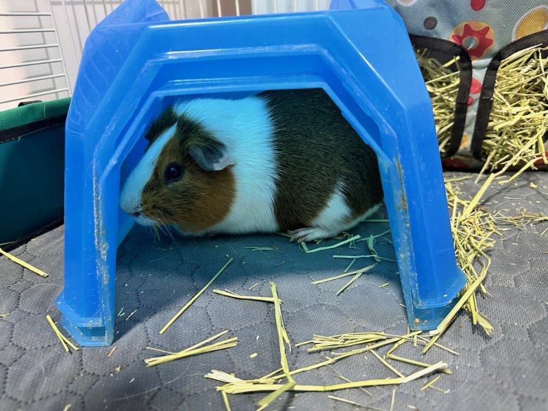 3-year Old Male Guinea Pig