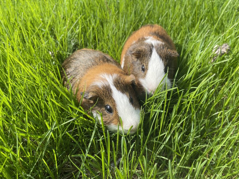 2 Male Guinea Pigs with cage and fleece