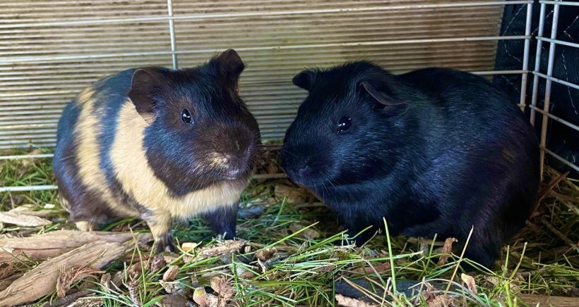 2 Male Guinea Pigs Needing Adoption