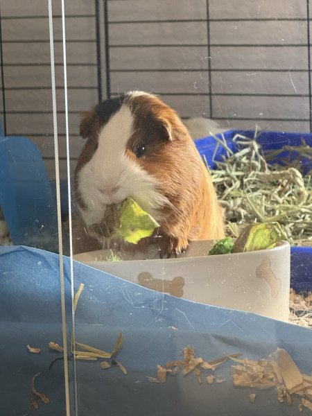 Male American Brothers