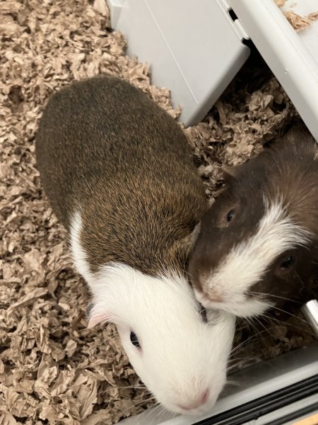 Rehoming sweet pair of girls