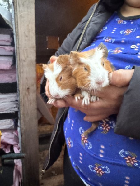 Rehoming my 2 female guinea pigs, sisters