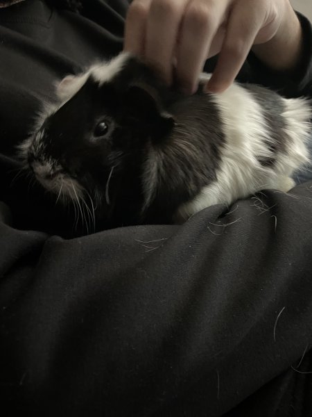 3 year old, Hand trained male. Solo male.