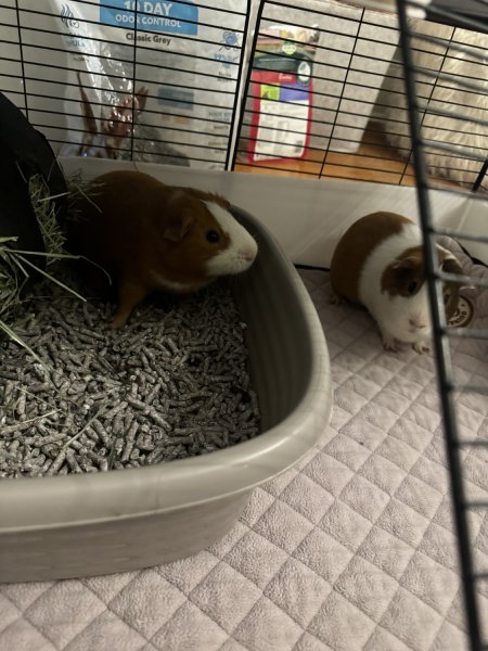 Bonded Males need a new home!