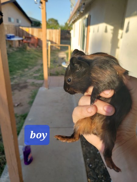 Baby boy guinea pig