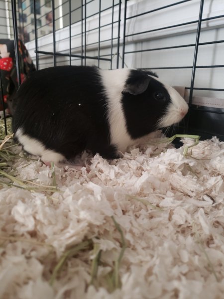 Black and white Guinea Pig