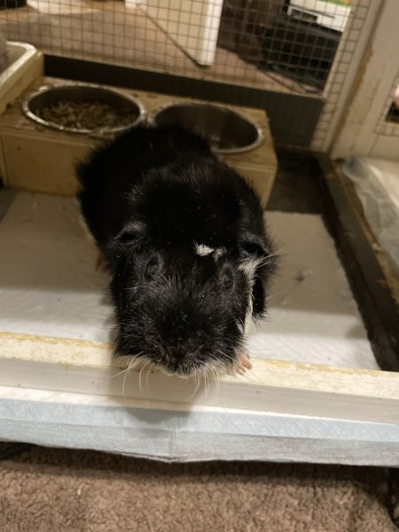 2 brother pigs looking for a loving family