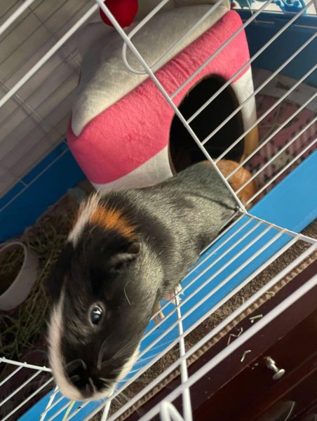 Sweet &amp;amp; sassy 3 yr female, very friendly