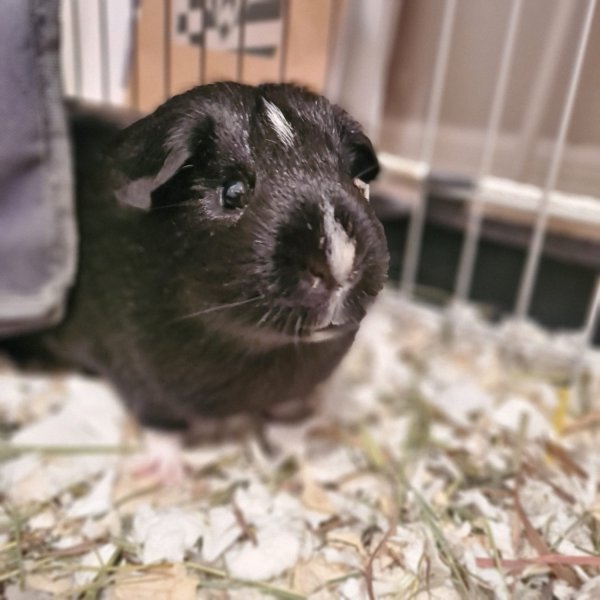 2 male guinea pigs 6 yrs old