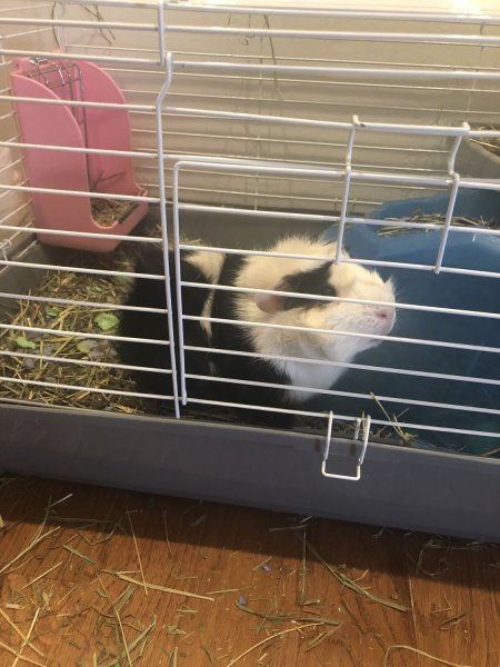 2 year old male Guinea Pig