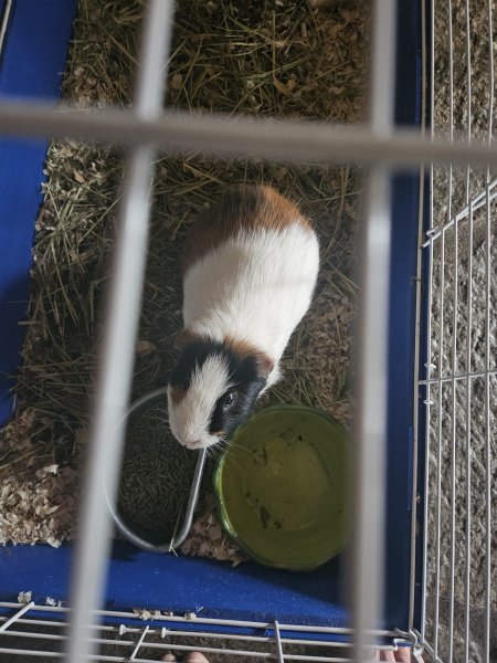 Female guinea pig need a loving companion