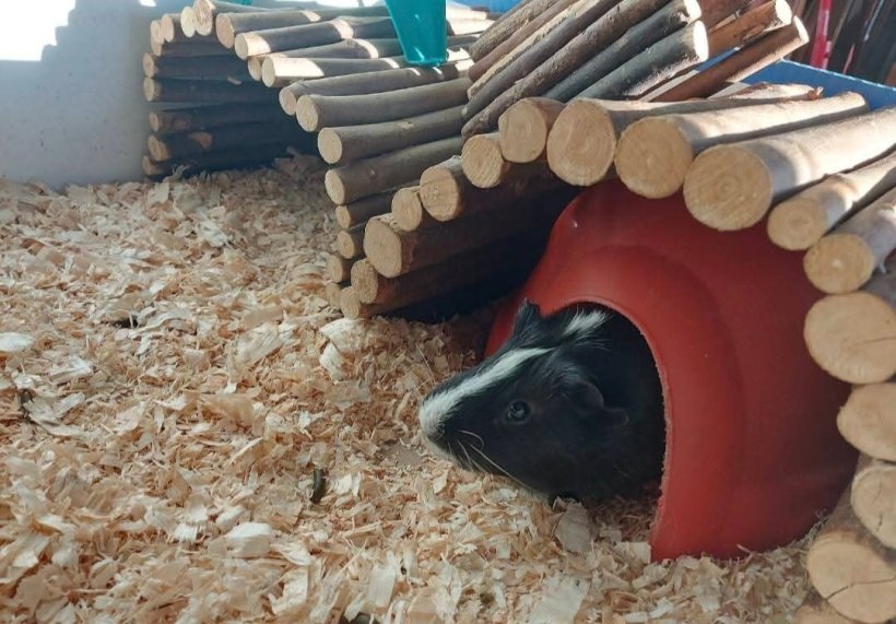 Male guinea pig needs a friend