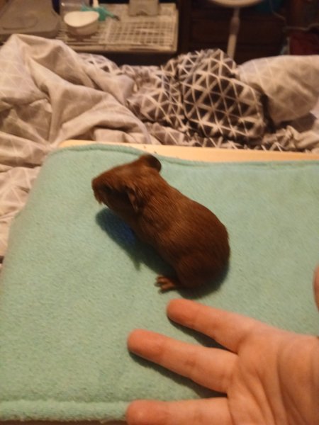 Sweet baby boy guinea pig