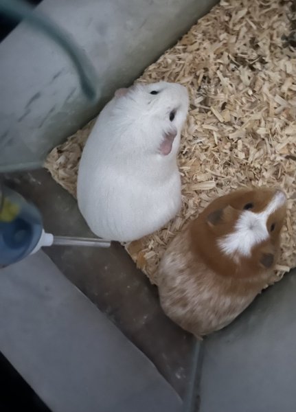 Rehoming pair of female guinea pigs