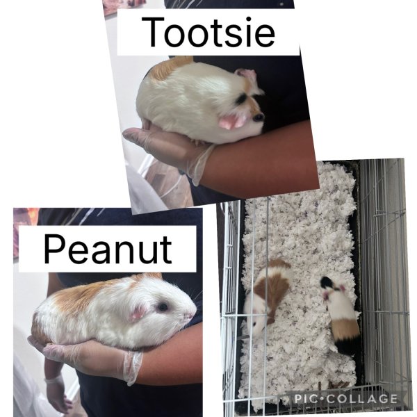 Bonded pair-Peanut and Tootsie