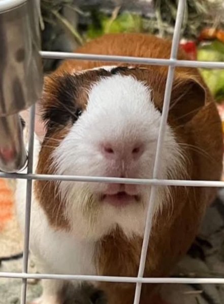 2 Bonded males needing a great home!