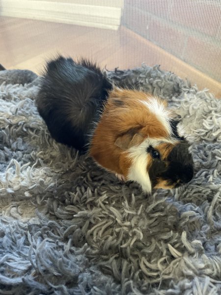 Cute &amp;amp; Friendly Guinea pigs