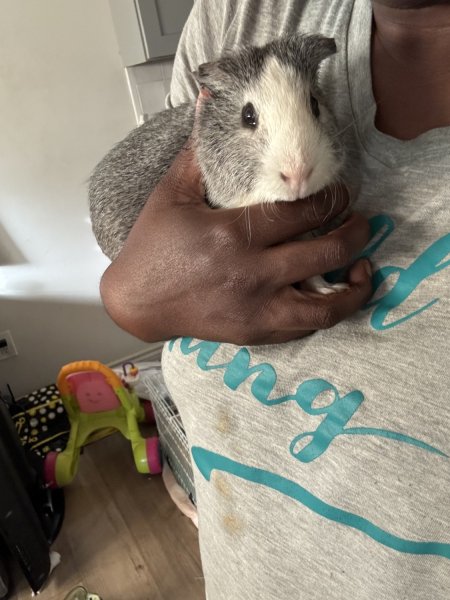 Cute piggy looking to rehome