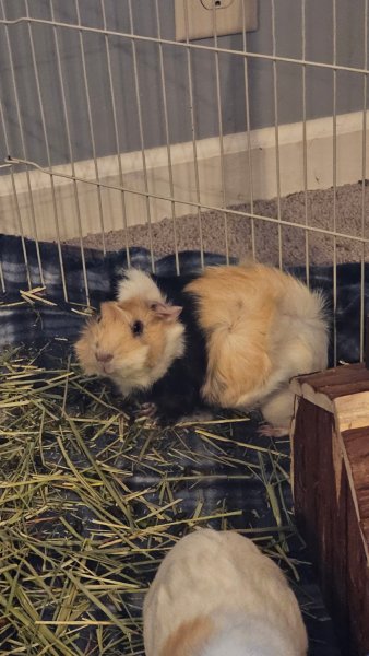 Two girls, comes with food, water, etc