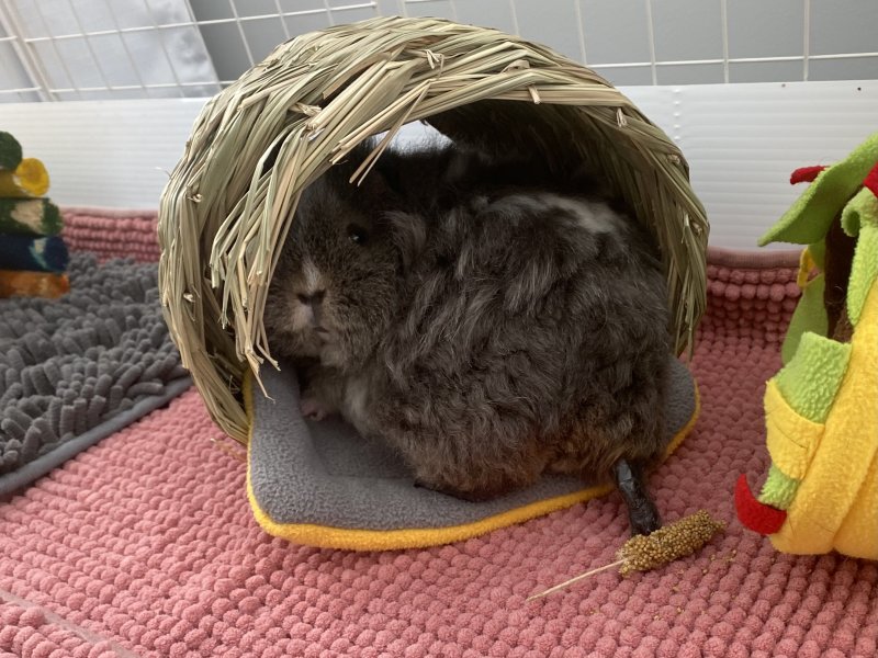 Two sweet bonded female Guinea pigs