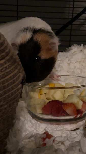 1 year old guinea pig, boy
