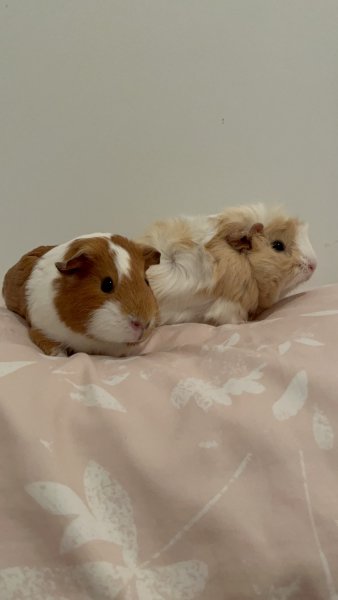 PommieAndPeachie Female,Bonded Pair,3yrsOld