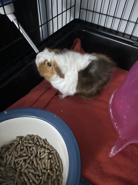 Small Female Guinea pig