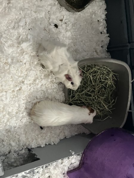 3 Adult female guinea pigs