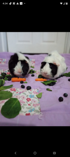 Two female guinea pigs looking for a home