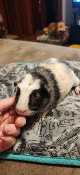 Brothers Seeking Forever Home!