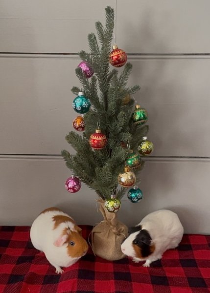 2 Female Pigs Seeking Experienced Home