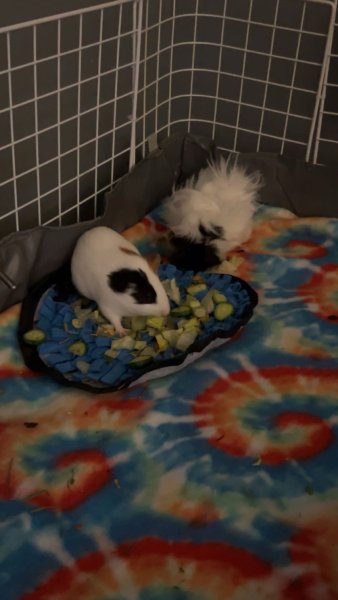 2 Female Bonded Guinea pigs