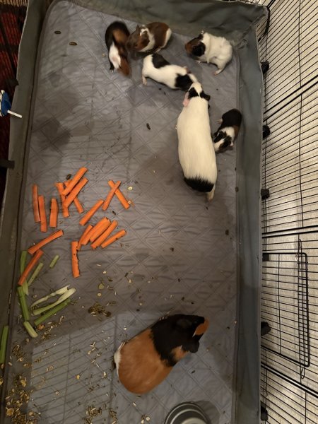 Looking to rehome family of guinea pigs