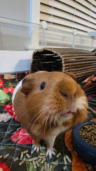 Rehoming Loving Pigs