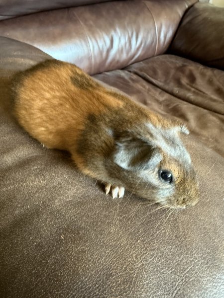 M/F Adolescent/Baby Guineas