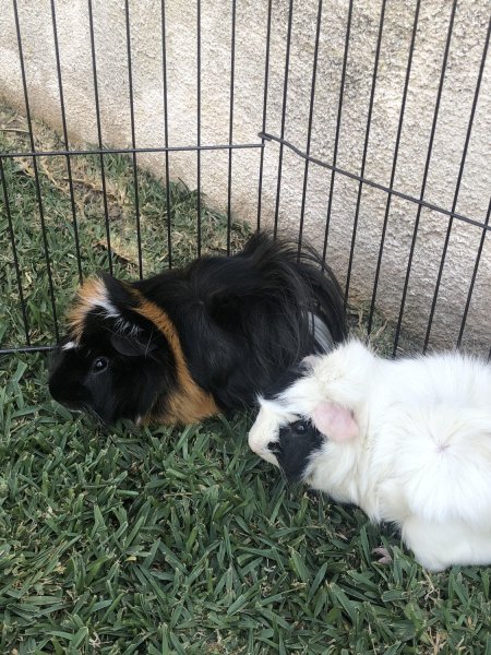 Two Male Bonded 4 Year Old Guinea Pigs