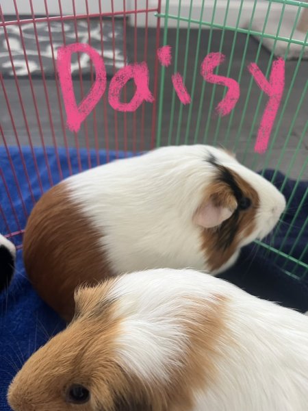 4 bonded females