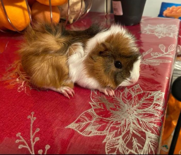 bonded female guinea pigs