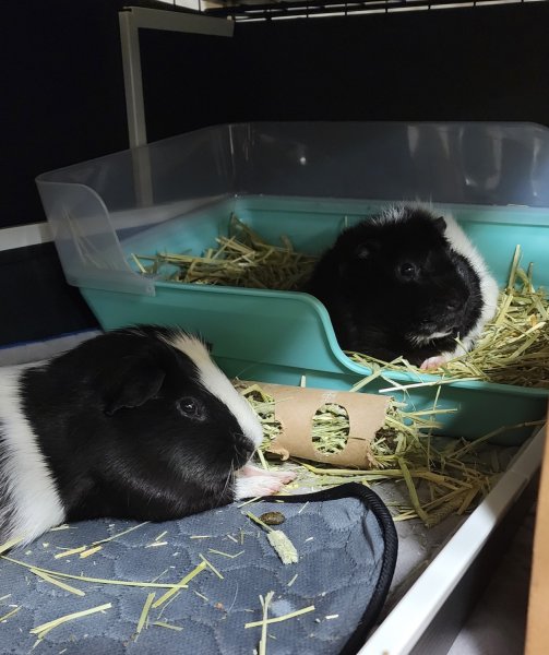 Ori &amp;amp; Yin (Bonded Males)