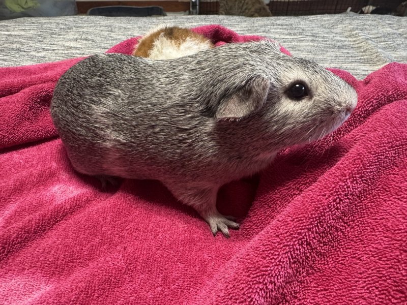 Cute guinea pigs in need of rehoming