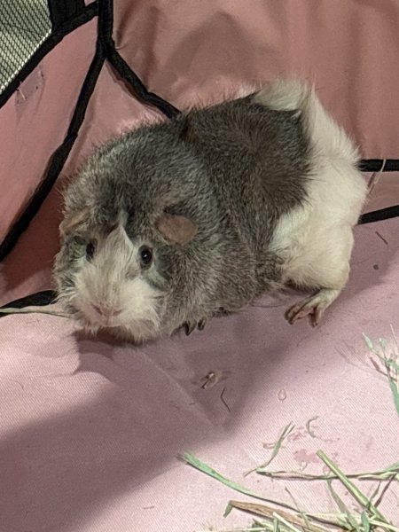 Females Two skinny pigs and one Abyssinian