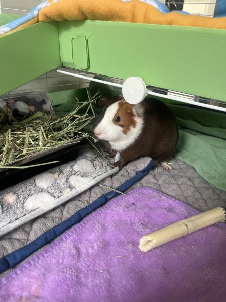 Two year old short-hair male for rehoming