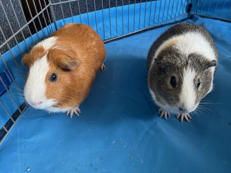 Storm and KitKat Sweet Bonded Pair
