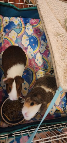 Two Super Sweet Female Guinea Pigs Bonded