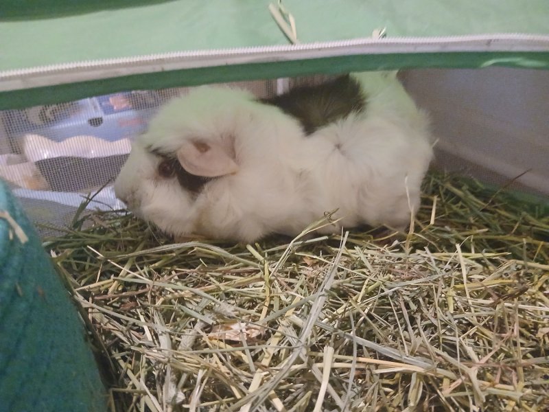 Sweet girl looking for new home.