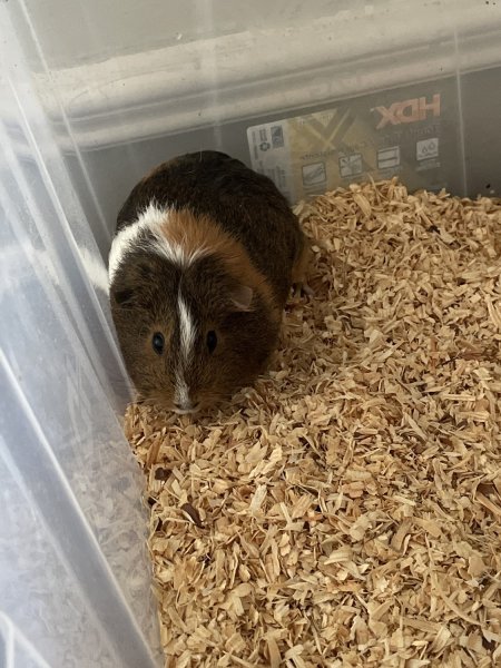 Guinea pigs for sale. 1 female 1 male