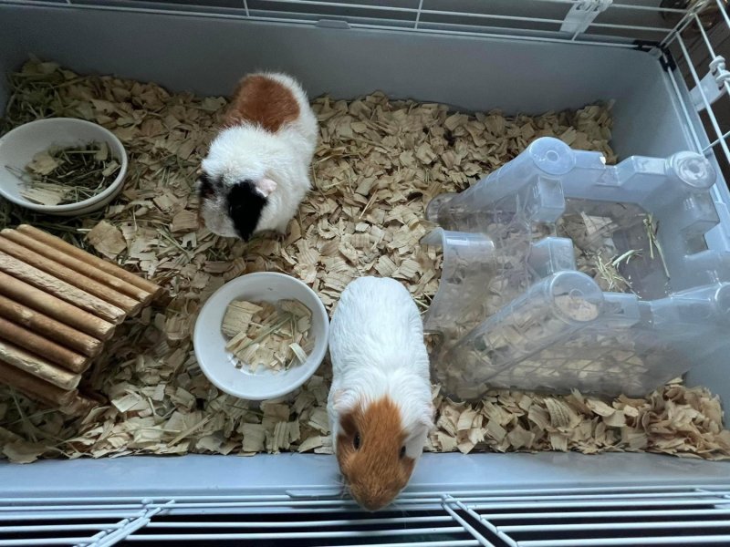 2 male guinea pigs