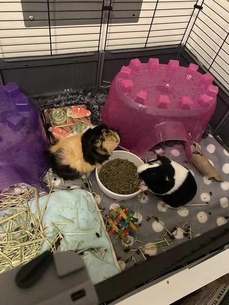 2 Female Piggies need a new home
